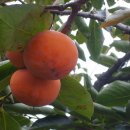 과일방 - 논산시 계백로 791 | 과일방
