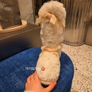 신세계노래팡 이미지