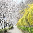 '마스크 없는' 첫 봄 꽃놀이, '인천 명소'는 어디?...'진달래·벚꽃' 만개 기대 이미지