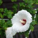 꽃-가족 이미지