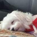 미미&코코 이미지