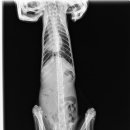 다우동물병원 이미지