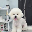 강실장펫살롱 이미지