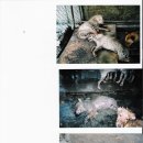 동물을사랑하는사람들 이미지