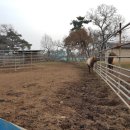 무학사슴농장 이미지