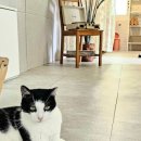 달고양이 이미지