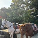 불빛목장 이미지