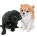 이스턴동물병원 이미지