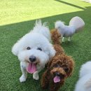 땅콩 애견유치원 이미지