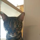 호텔 스미스 이미지