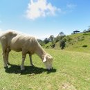 푸른산농장 이미지