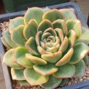 <b>시크</b><b>라인</b>