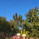 인천 드림파크 국화축제 아침 산책(부평성산교회).25.11.1 이미지