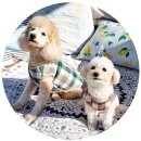 속초애견동반펜션 양양재인스가든 이미지