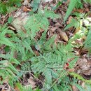 송아지민박 이미지