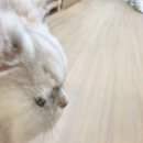 양지동물병원 이미지