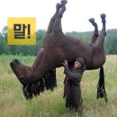 제주몬딱