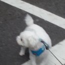 화랑동물병원 이미지