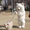 개주인 Daum카페