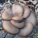 자연산 느타리 버섯의 효능 이미지