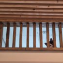 호텔 몽 | 고양시 일산 고양이 호텔 몽쁘띠샤 가격 이용후기