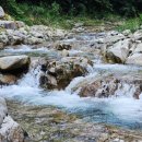 소나무세상 이미지