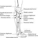 엄지의원 이미지