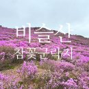 유가사등산로 | 안내산악회 버스 타고 비슬산 참꽃 진달래 산행 후기｜유가사 - 천왕봉 - 참꽃군락지