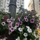 장평근린공원 화장실 | 초여름 장안동 데이트 🌻 | 장안집 본점, 석쇠불고기, 냉면, 메밀비빔면, 장평근린공원, 수변공원, 카페