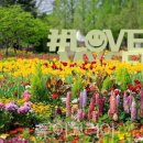 꽃이될개 이미지