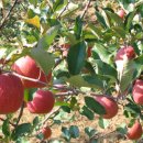 벽천농장 이미지