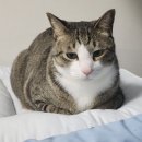에이스 켄넬 | 고양이 방석 추천, 페스텝 탄탄이 베개일체형 솔직 후기 (컬러풀, 피치워싱 둘 다 구매)