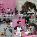 [공지] 강아지방문훈련 비용 및 프로그램에 대해서 소개해드립니다