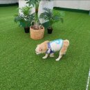 벨라몽 애견호텔 이미지