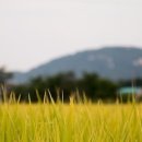 휘게;망원 이미지