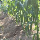 태산농장 이미지