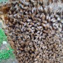 소망2농장 이미지