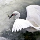 김희갑악단 이미지