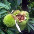 경관농장 이미지