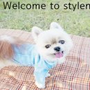 스타일나개 이미지