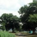 함평 가볼만한곳 느티나무 팽나무 개서어나무 숲 이미지