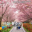 블루스카이 | 겹벚꽃 개화시기 명소 서산 문수사 겹벚꽃 여행.(이어서 개심사 청벚꽃 여행 추천) 서산 가볼만한곳...