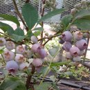 신갈농장 이미지