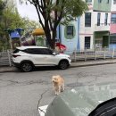 온달 그루밍 이미지