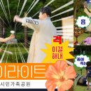 화이라이트