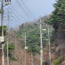 탄금목재