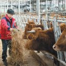 화성한우농장 이미지