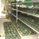 비둘기집 이미지