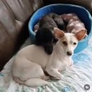 엘제이펫 이미지