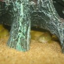 레드팬더 이미지